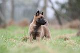 MALINOIS 847